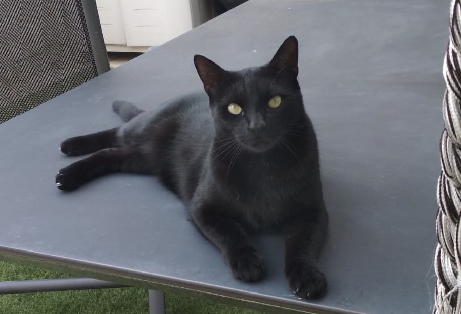 Cómo llevar el gato al veterinario sin dramas