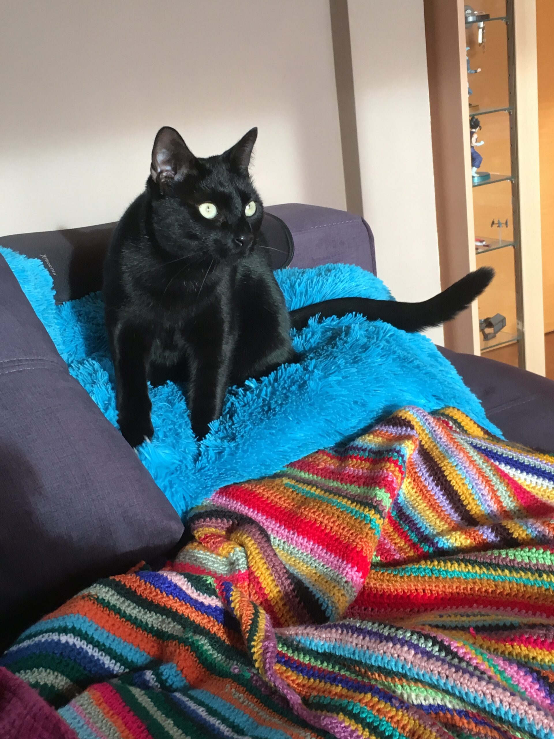 Mi gato apenas bebe agua. ¿Debo preocuparme?